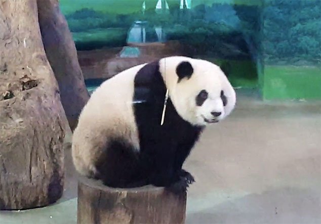 panda_gigante